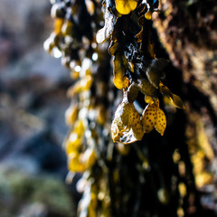 Seaweed pods