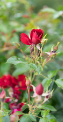 Obraz na płótnie Canvas Rose flower. Blooming roses on green leaves background