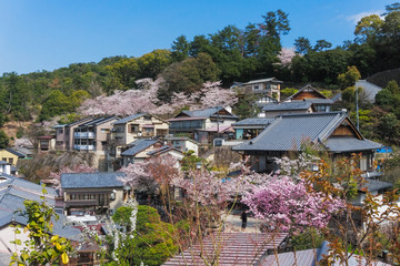 Sakura blooming at Miyajima Island, Japan