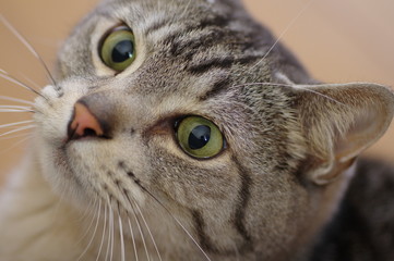 猫のアップ