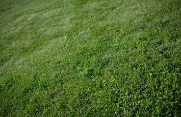 Abstract growing grass on a large lawn background. - 291451475