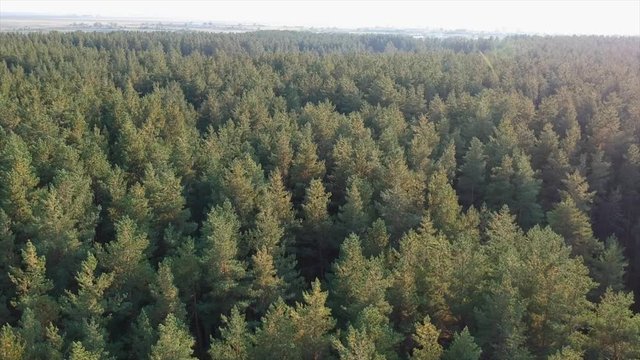 Green gold forest landscape from the drone view 2 (top)
