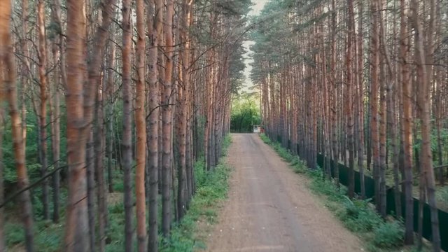 super fast drone race through Green trees forest view