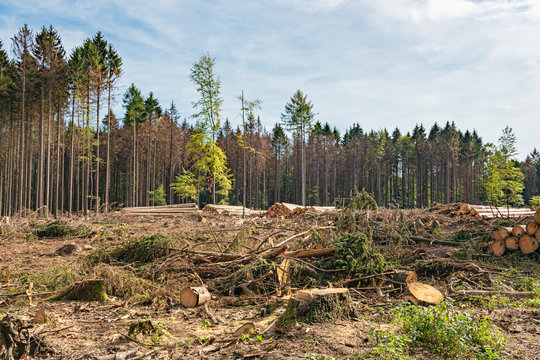 Abholzung, Waldrodung