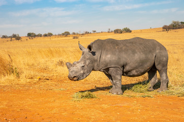 Fototapeta premium Rhinos grazing during late winter in the Rietvlei Nature Reserve outside Pretoria, South Africa.