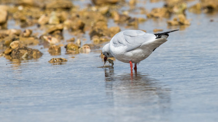 mouette rieuse 