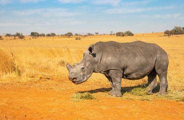 Naklejka premium Rhinos grazing during late winter in the Rietvlei Nature Reserve outside Pretoria, South Africa.