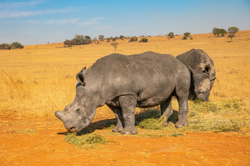 Fototapeta premium Rhinos grazing during late winter in the Rietvlei Nature Reserve outside Pretoria, South Africa.