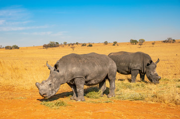 Fototapeta premium Rhinos grazing during late winter in the Rietvlei Nature Reserve outside Pretoria, South Africa.