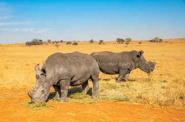 Obraz premium Rhinos grazing during late winter in the Rietvlei Nature Reserve outside Pretoria, South Africa.
