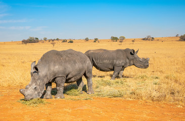 Fototapeta premium Rhinos grazing during late winter in the Rietvlei Nature Reserve outside Pretoria, South Africa.
