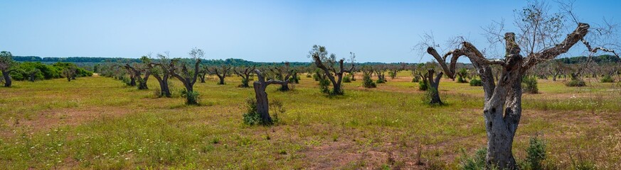 Infested olive trees (bacterium Xylella Fastidiosa), Salento, South Italy