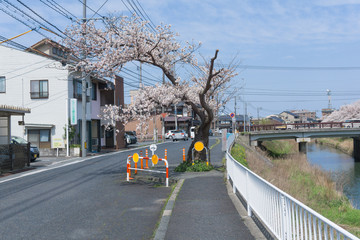 Sakura tunnel blooming at Tottori, Japan