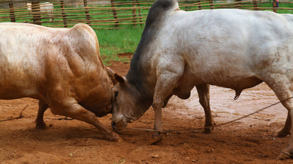 Fighting of the cows, a popular sport in Asians