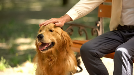 Hand of blind man stroking guide dog, purebred golden retriever, obedient pet