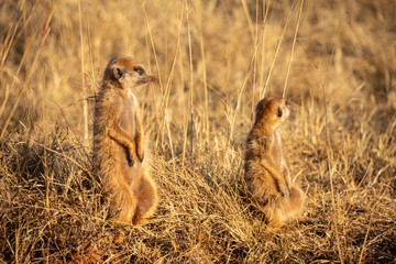 Naklejka na ściany i meble Meerkat - Suricate sentinel watching over the safety of family at Rietvlei Nature Reserve outside Pretoria, South Africa