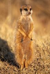 Meerkat - Suricate sentinel watching over the safety of family at Rietvlei Nature Reserve outside Pretoria, South Africa
