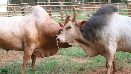 Fototapeta premium The battle of cattle collided popular sport of local Asian