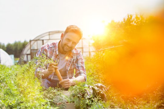 Attractive male farmer harvesting carrots in farm with lens flare in background
