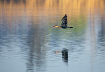 Birdlife in the Rietvlei Nature reserve close to Pretoria, South Africa