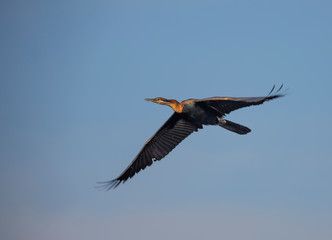 Birdlife in the Rietvlei Nature reserve close to Pretoria, South Africa