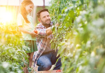 Attractive young male farmer and his young daughter picking  organic healthy red juicy tomatoes with yellow lens flare in background