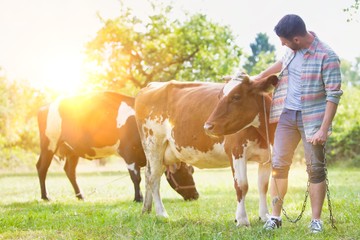 Male farmer checking on his herd on his farm