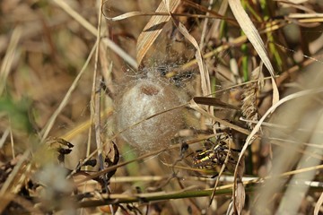 Wespenspinne (Argiope bruennichi) beim Bau eines Eikokons