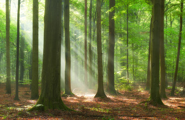 Beautiful morning in the forest