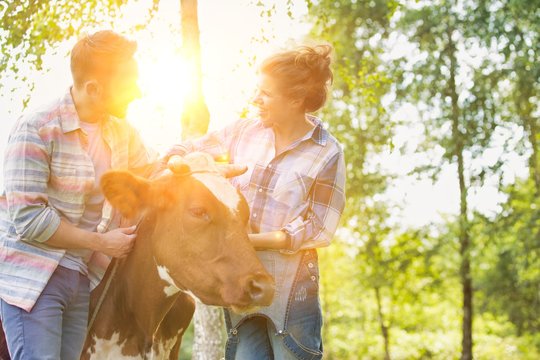 Female and male farmer petting cow in farm with yellow lens flare in background