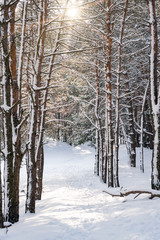 Christmas morning. Snowy winter forest and knurled wide trails. Winter fairy landscape with falling snow