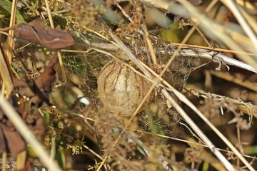 Kokon der Wespenspinne (Argiope bruennichi)