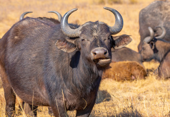 Cape Buffalo during late winter in the dry Rietvlei Nature Reserve outside Pretoria, South Africa