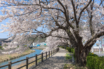 Fototapeta na wymiar Sakura tunnel blooming at Tottori, Japan
