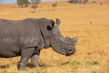 Obraz premium Rhinos grazing during late winter in the Rietvlei Nature Reserve outside Pretoria, South Africa.