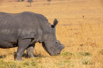 Rhinos grazing during late winter in the Rietvlei Nature Reserve outside Pretoria, South Africa.