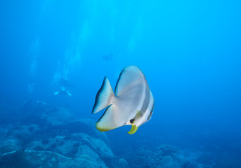 Fototapeta na wymiar Longfin Spadefish