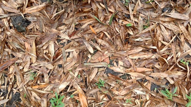 Brown Dry Bamboo Leaves Stock icture