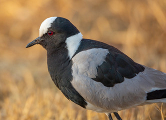 Birdlife in the Rietvlei Nature reserve close to Pretoria, South Africa