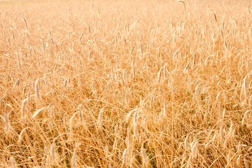 Full length view of wheat grains growing in field