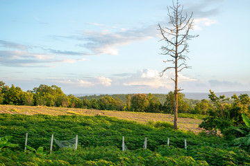 View of cassava farm landscape  countryside Thailand