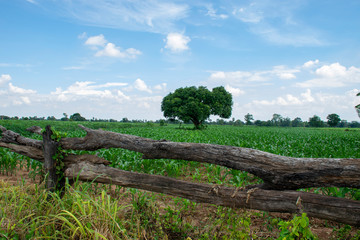 Fototapeta na wymiar View of corn farm with blue sky