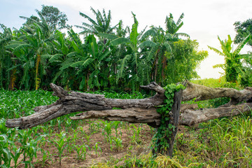 Fototapeta na wymiar View of landscape with banana garden in countryside