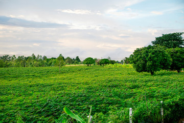 Obraz premium View of cassava farm countryside Thailand