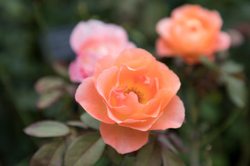 (神奈川県ｰ自然風景)イングリッシュローズ庭園に咲くバラ２