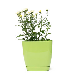 White chrysanthemum in a flower pot on a white isolated background.