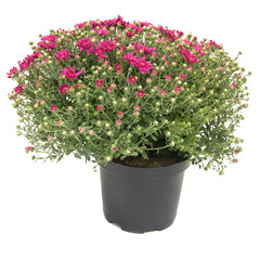 Bush of pink chrysanthemum in a flower pot on a white isolated background.