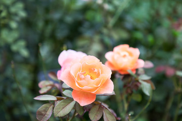 (神奈川県ｰ自然風景)イングリッシュローズ庭園に咲くバラ４