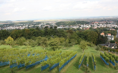Fototapeta na wymiar Weinanbau in Bad Nauheim mit Ausblick