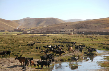 Fototapeta na wymiar A small town between Chaghcharan and the Minaret of Jam, Ghor Province in Afghanistan. Cows and sheep graze in a field by a river in a village in a remote part of Central Afghanistan near Chaghcharan.